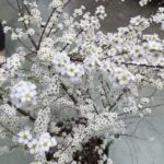 Particolare delle foglie di Spiraea arguta spirea