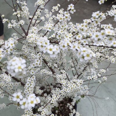 Particolare delle foglie di Spiraea arguta spirea