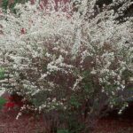 pianta di spiraea prunifolia plena