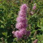 fiore di spiraea x billiardii