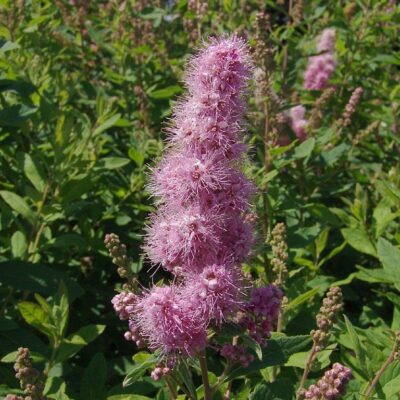 fiore di spiraea x billiardii