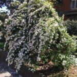 primo piano di spiraea x vanhouttei