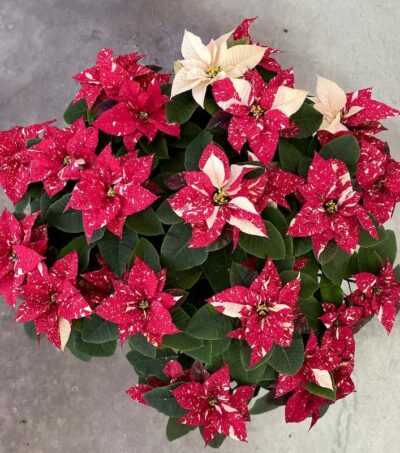 Stella di Natale Vaso 30 cm Vivai Frappetta