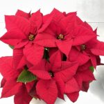 Stella di Natale Rossa vaso 15