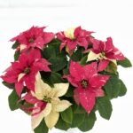 Stella di Natale variegata rosa vaso 18