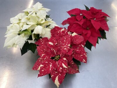 Stelle di Natale Vaso 12cm - Vivai Frappetta
