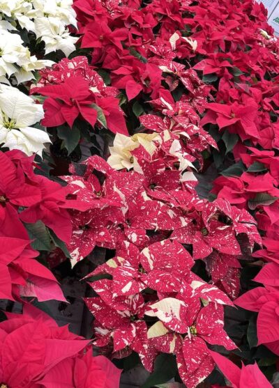 Euphorbia pulcherrima STELLA DI NATALE - immagine 11