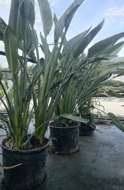 Strelitzia reginae - Vivai Frappetta