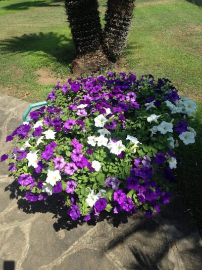 PETUNIA SURFINIA - immagine 15