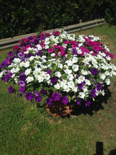 PETUNIA SURFINIA - immagine 16