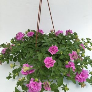 pianta di surfinia double lilac