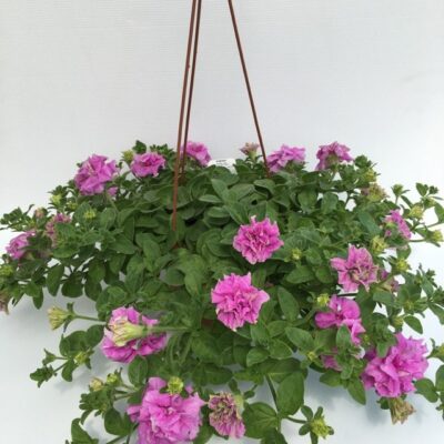 pianta di surfinia double lilac