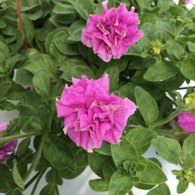 particolare dei fiori di surfinia double lilac