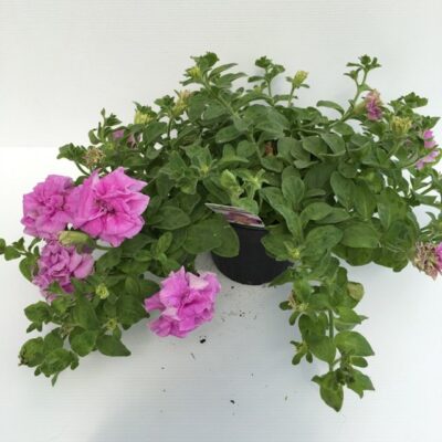 primo piano di surfinia double lilac