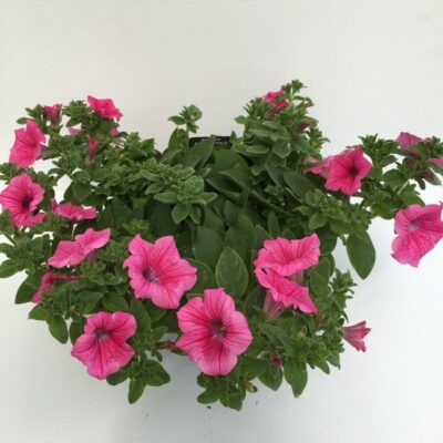 primo piano di surfinia hot pink