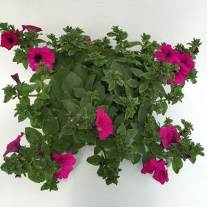 pianta di surfinia purple