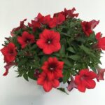 Petunia Surfinia Red