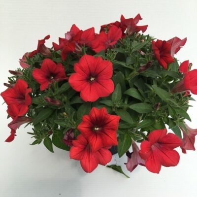 Petunia Surfinia Red