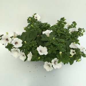 pianta di surfinia white