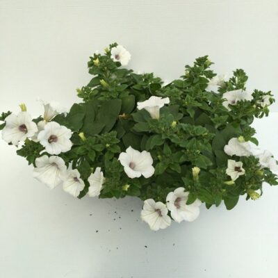 pianta di surfinia white