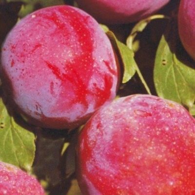 Frutto maturo di Susino Fortune