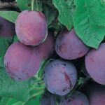 frutti di susino laroda