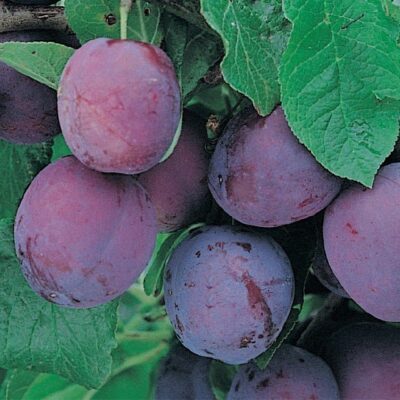 frutti di susino laroda