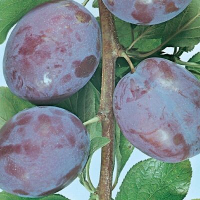 frutti di susino president