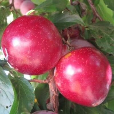 frutti di susino santa rosa