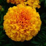 particolare del fiore di tagetes erecta