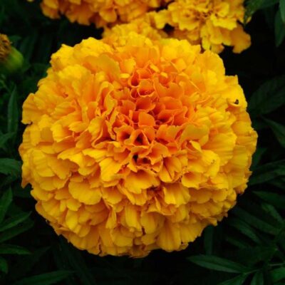 particolare del fiore di tagetes erecta