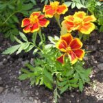 piantina di tagetes patula