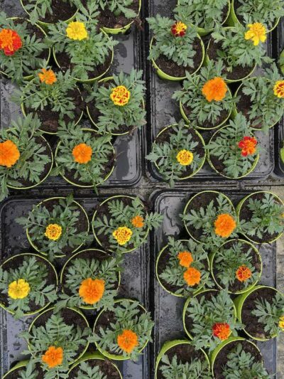 Tagetes patula GAROFANO D'INDIA Vaso 12