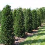 Distesa di Taxus baccata fastigiata