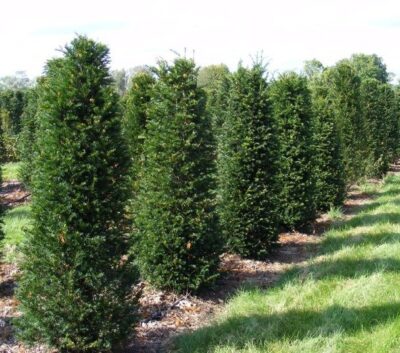 Distesa di Taxus baccata fastigiata