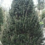 albero a forma di cono di taxus baccata tasso comune