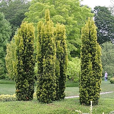 piante di taxus baccata fastigiata aurea