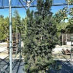 Taxus x media 'Hicksii'
