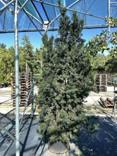 Taxus x media 'Hicksii'