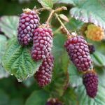 frutti di Tayberry