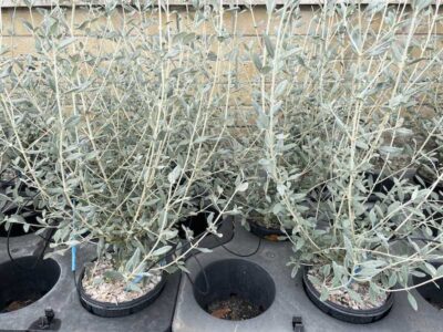 Teucrium fruticans CL3
