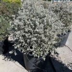 Teucrium fruticans Sfera CL35