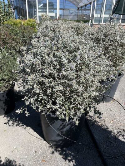 Teucrium fruticans Sfera CL35