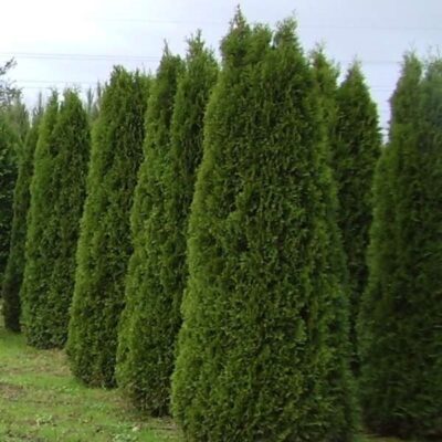 Thuja occidentalis 'Smaragd'