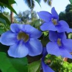 fiori di thunbergia grandiflora