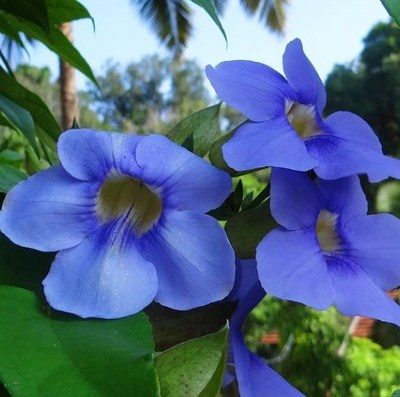fiori di thunbergia grandiflora