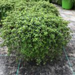 Thymus serpyllum TIMO SERPILLO - v14