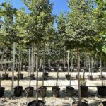 Tilia cordata 'Greenspire'