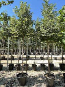 Tilia cordata 'Greenspire'