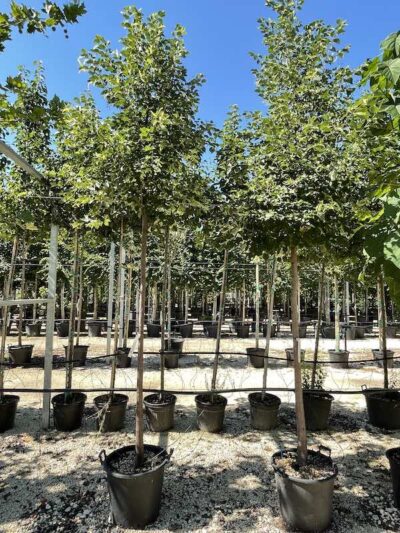 Tilia cordata 'Greenspire'